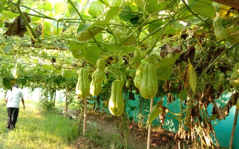 Organic Farming